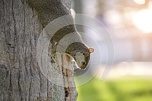 Beautiful wild gray squirrel climbing tree trunk in summer town park