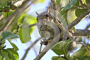 Beautiful wild gray squirrel eating nuts on a tree in summer town park