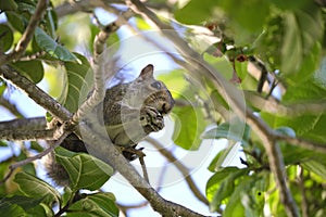 Beautiful wild gray squirrel eating nuts on a tree in summer town park