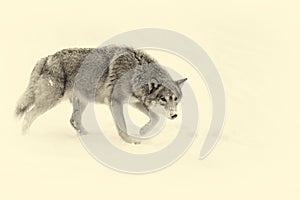 Beautiful wild gray wolf. Vintage effect
