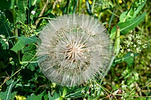 Beautiful wild growing flower seed dandelion on background meadow