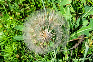 Beautiful wild growing flower seed dandelion on background meadow