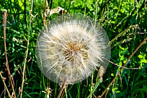 Beautiful wild growing flower seed dandelion on background meadow