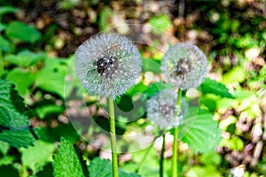 Beautiful wild growing flower seed dandelion on background meadow