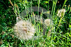 Beautiful wild growing flower seed dandelion on background meadow