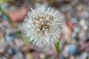 Beautiful wild growing flower seed dandelion on background meadow