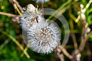 Beautiful wild growing flower seed dandelion on background meadow