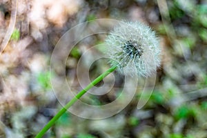 Beautiful wild growing flower seed dandelion on background meadow