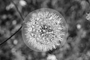 Beautiful wild growing flower seed dandelion on background meadow