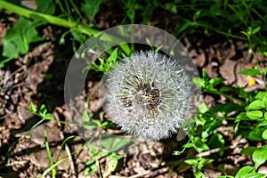 Beautiful wild growing flower seed dandelion on background meadow