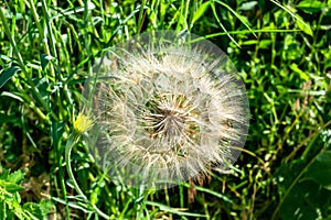 Beautiful wild growing flower seed dandelion on background meadow