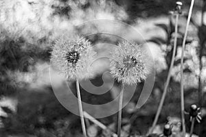 Beautiful wild growing flower seed dandelion on background meadow