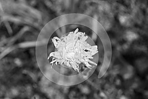 Beautiful wild growing flower seed dandelion on background meadow