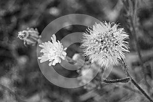 Beautiful wild growing flower seed dandelion on background meadow