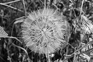 Beautiful wild growing flower seed dandelion on background meadow