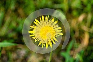 Beautiful wild growing flower yellow dandelion on background meadow