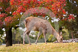 Beautiful wild healthy young deer grazing in nature with colorful red orange autumn leaves in background