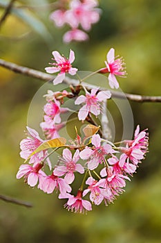 Hermoso Salvaje Himalaya cereza floreciente rosa flores sobre el a de tailandia 