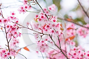 Beautiful  wild Himalayan Cherry  Prunus cerasoides  name Sakura in Thailand blooming on the tree