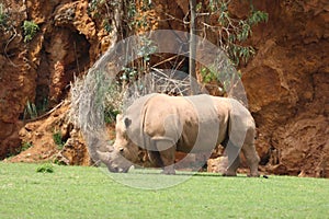 Beautiful wild horn rhino dangerous wild horn huge fast heavy photo
