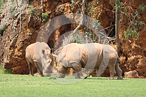 beautiful wild horn rhino dangerous wild horn huge fast heavy photo