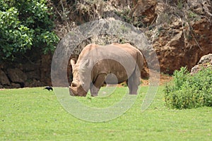 Beautiful wild horn rhino dangerous wild horn huge fast heavy photo