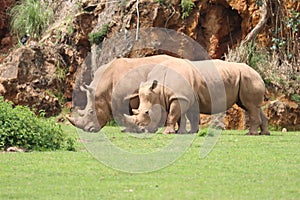 Beautiful wild horn rhino dangerous wild horn huge fast heavy photo