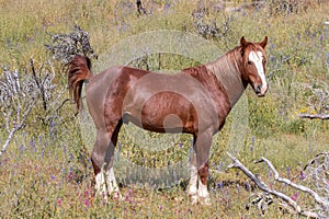 Beautiful Wild Horse in the Arizona Desert in Springtime