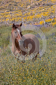 Beautiful Wild Horse in the Arizona Desert in Springtime