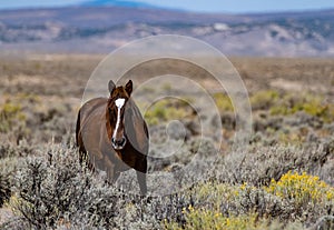 A Beautiful Wild Horse in Colorado