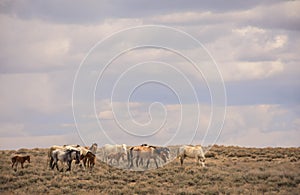 Beautiful Wild Horse Herd In Sandwash Basin