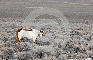 Beautiful Wild Horse in the Idaho Desert