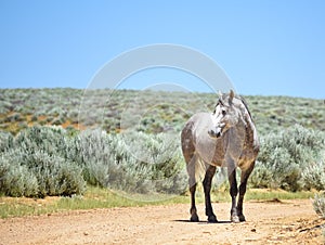 Beautiful Wild Horse In Sandwash Basin