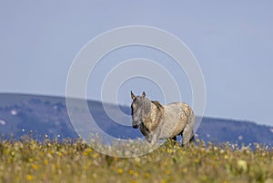 Wild Horse in the Pryor Mountains in Summer photo