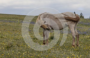 Wild Horse in the Pryor Mountains in Summer photo