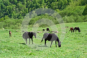 Beautiful wild horses grazing on a green spring meadow.