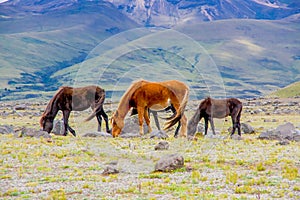 Beautiful wild horses in the National Park Cotopaxi photo