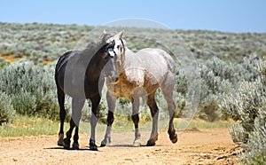 Beautiful Wild Horses In Sandwash Basin