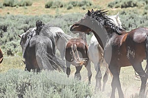 Beautiful Wild Horses In Sandwash Basin