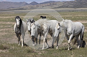 Wild Horses in the Utah Desert in Spring