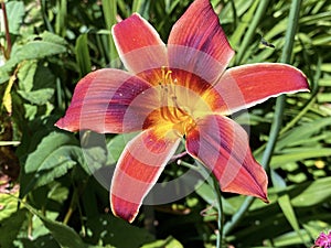 Beautiful wild and hybrid ornamental plants in bloom on the island of flowers Flower Island Mainau on the Lake Constance