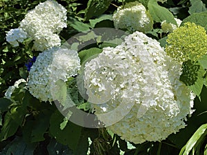 Beautiful wild and hybrid ornamental plants in bloom on the island of flowers Flower Island Mainau on the Lake Constance