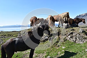 Beautiful wild Icelandic horses with mountains and a blue lake in background