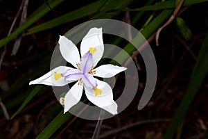 beautiful wild iris from Africa