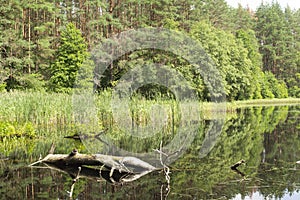 beautiful wild lake in to the pine forest early summer morning