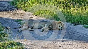 A beautiful wild lion is fast asleep in the middle of the road in the shade.