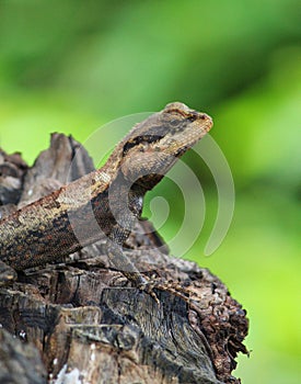 Beautiful wild lizard on tree close up from different angle view HD photo