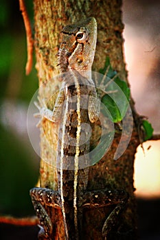 Beautiful wild lizard on tree close up from different angle view HD photo