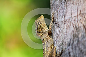 Beautiful wild lizard on tree close up from different angle view HD photo