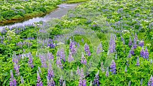 A beautiful wild lupin meadow in southern Iceland.